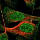 Immunofluorescent staining of human cell line U-2 OS shows localization to nucleoplasm & cytosol.