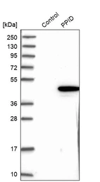 Western blot analysis in control (vector only transfected HEK293T lysate) and PPID over-expression lysate (Co-expressed with a C-terminal myc-DDK tag (~3.1 kDa) in mammalian HEK293T cells, LY401561).