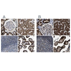 Immunohistochemical staining of human kidney, liver, lymph node and placenta using Anti-HIBADH antibody HPA019522 (A) shows similar protein distribution across tissues to independent antibody HPA021002 (B).