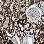 Immunohistochemical staining of human kidney shows high expression.