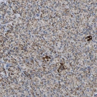 Immunohistochemical staining of human pancreas shows low expression as expected.