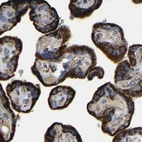Immunohistochemical staining of human placenta using Anti-HIBADH antibody HPA019522.