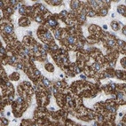 Immunohistochemical staining of human liver using Anti-HIBADH antibody HPA019522.