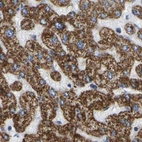 Immunohistochemical staining of human liver using Anti-HIBADH antibody HPA019522.