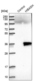 Western blot analysis in control (vector only transfected HEK293T lysate) and HIBADH over-expression lysate (Co-expressed with a C-terminal myc-DDK tag (~3.1 kDa) in mammalian HEK293T cells, LY407294).