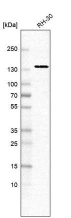 Anti-ERC1 Antibody