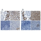 Immunohistochemical staining of human kidney, liver, lymph node and pancreas using Anti-AMACR antibody HPA019527 (A) shows similar protein distribution across tissues to independent antibody HPA020912 (B).