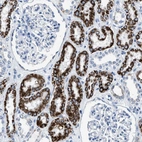 Immunohistochemical staining of human kidney shows high expression.
