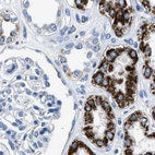 Immunohistochemical staining of human kidney using Anti-AMACR antibody HPA019527.