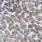 Anti-AMACR Antibody