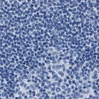 Immunohistochemical staining of human lymph node using Anti-AMACR antibody HPA019527.