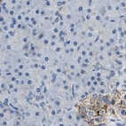 Immunohistochemical staining of human pancreas using Anti-AMACR antibody HPA019527.