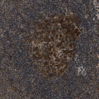 Immunohistochemical staining of human lymph node shows strong cytoplasmic positivity in germinal center cells.