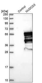 Western blot analysis in control (vector only transfected HEK293T lysate) and NUDCD3 over-expression lysate (Co-expressed with a C-terminal myc-DDK tag (~3.1 kDa) in mammalian HEK293T cells, LY414629).