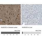 Anti-NUDCD3 Antibody