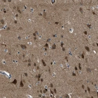 Immunohistochemical staining of human cerebral cortex shows high expression.