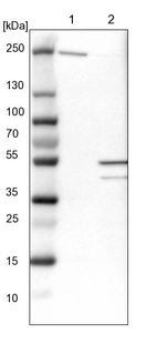 Lane 1: NIH-3T3 cell lysate (Mouse embryonic fibroblast cells)_br/_Lane 2: NBT-II cell lysate (Rat Wistar bladder tumour cells)
