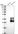 Anti-FAM174A Antibody