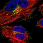 Immunofluorescent staining of human cell line U-251 MG shows localization to the Golgi apparatus.