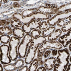 Immunohistochemical staining of human kidney shows strong granular cytoplasmic positivity in cells in tubules.
