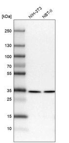 Western blot analysis in mouse cell line NIH-3T3 and rat cell line NBT-II.