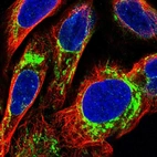 Immunofluorescent staining of human cell line U-2 OS shows localization to mitochondria.