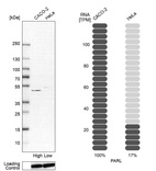 Western blot analysis in human cell line CACO-2 and human cell line HeLa.