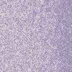 Anti-SLC28A1 Antibody