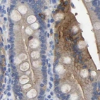 Immunohistochemical staining of human duodenum using Anti-ANXA13 antibody HPA019569.