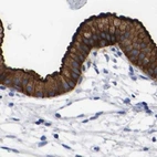 Immunohistochemical staining of human gallbladder using Anti-ANXA13 antibody HPA019569.