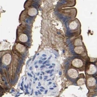 Immunohistochemical staining of human small intestine using Anti-ANXA13 antibody HPA019569.