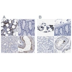 Immunohistochemical staining of human bone marrow, colon, kidney and testis using Anti-HEMGN antibody HPA019572 (A) shows similar protein distribution across tissues to independent antibody HPA019604 (B).