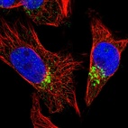 Immunofluorescent staining of human cell line U-251 MG shows localization to the Golgi apparatus.