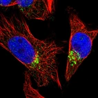Immunofluorescent staining of human cell line U-251 MG shows localization to the Golgi apparatus.