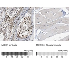 Anti-MIER1 Antibody
