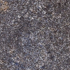 Immunohistochemical staining of human tonsil shows moderate to strong nuclear positivity in non-germinal center cells.