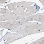 Immunohistochemical staining of human skeletal muscle shows weak nuclear positivity in a subset of myocytes.