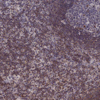 Immunohistochemical staining of human Lymph node shows moderate cytoplasmic and membranous positivity in non-germinal center cells.