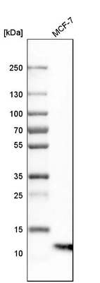 Western blot analysis in human cell line MCF-7.