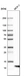 Anti-S100A13 Antibody