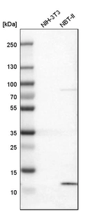Western blot analysis in mouse cell line NIH-3T3 and rat cell line NBT-II.