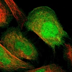Immunofluorescent staining of human cell line U-2 OS shows localization to nucleus, plasma membrane & cytosol.