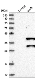 Western blot analysis in control (vector only transfected HEK293T lysate) and DAZL over-expression lysate (Co-expressed with a C-terminal myc-DDK tag (~3.1 kDa) in mammalian HEK293T cells, LY400541).