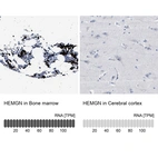 Anti-HEMGN Antibody