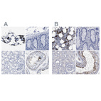 Immunohistochemical staining of human bone marrow, colon, kidney and testis using Anti-HEMGN antibody HPA019604 (A) shows similar protein distribution across tissues to independent antibody HPA019572 (B).
