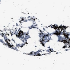 Immunohistochemical staining of human bone marrow shows strong nuclear positivity in hematopoietic cells.