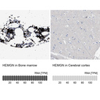 Anti-HEMGN Antibody
