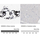 Anti-HEMGN Antibody