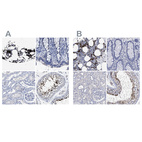 Immunohistochemical staining of human bone marrow, colon, kidney and testis using Anti-HEMGN antibody HPA019606 (A) shows similar protein distribution across tissues to independent antibody HPA019572 (B).