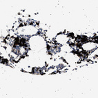 Immunohistochemical staining of human bone marrow shows strong nuclear positivity in hematopoietic cells.